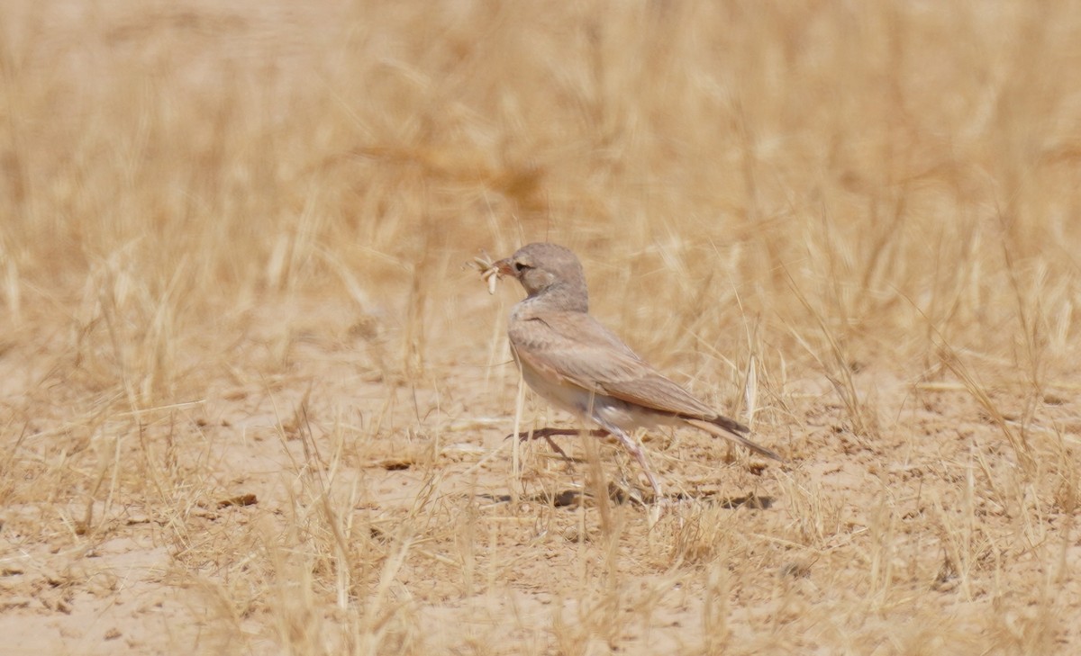 Desert Lark - ML589667071