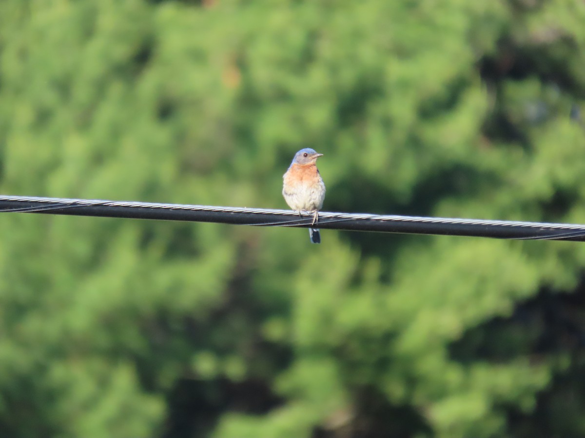 Eastern Bluebird - ML589667341