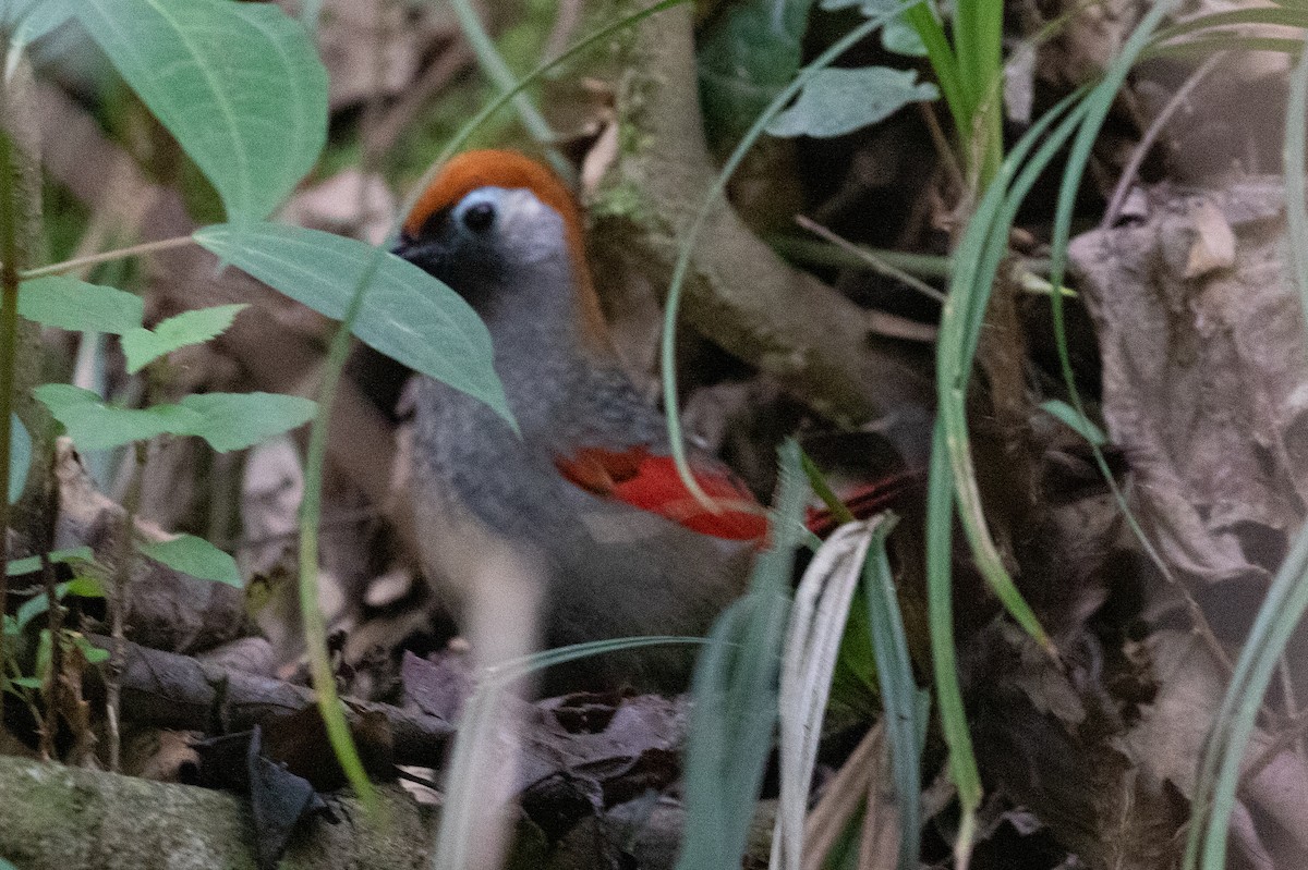 Red-tailed Laughingthrush - ML589667851