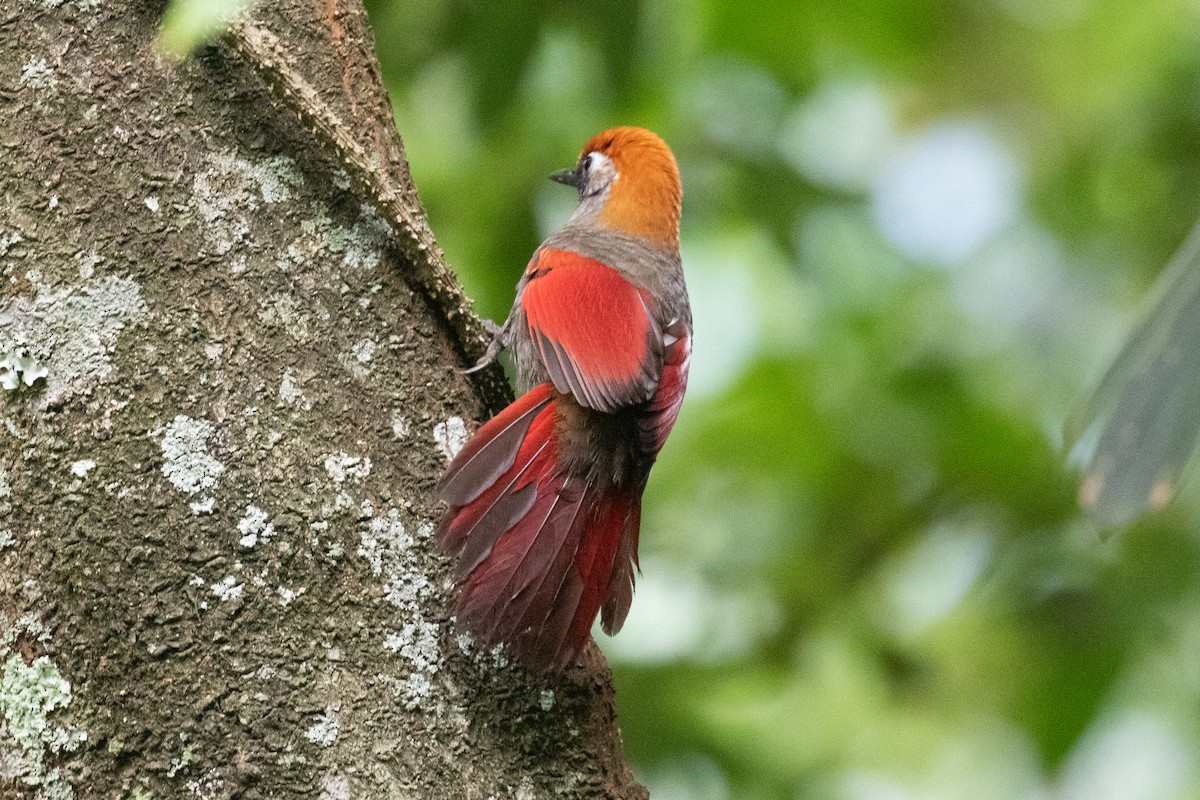 Red-tailed Laughingthrush - Xiaoni Xu