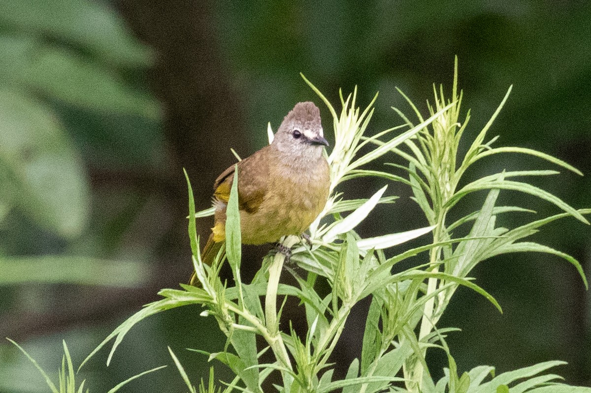 Bulbul flavescent - ML589667941