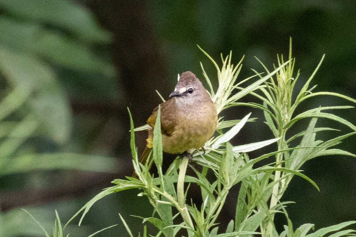 Flavescent Bulbul - ML589667951