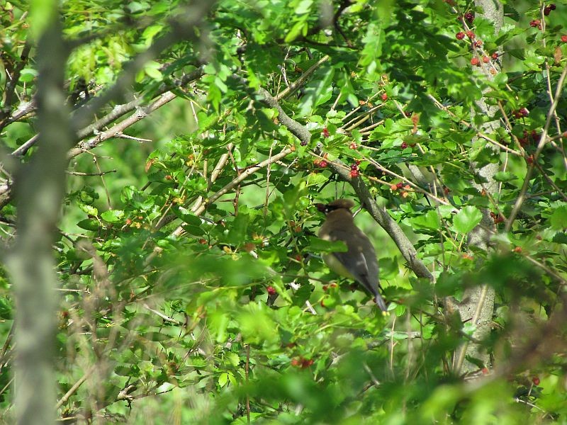 Cedar Waxwing - ML58966801