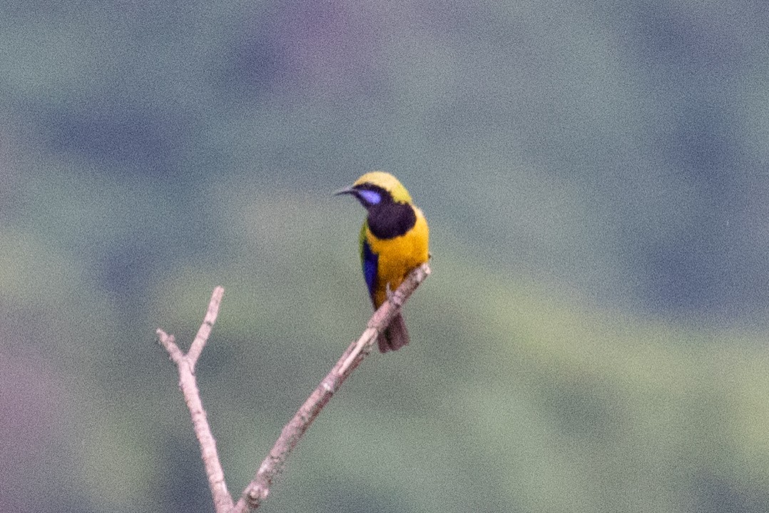 Orange-bellied Leafbird - Xiaoni Xu