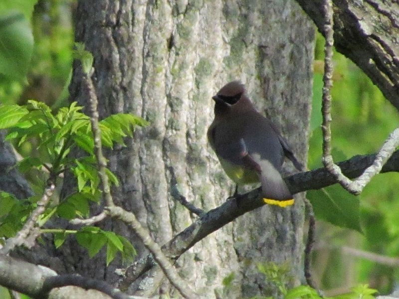 Cedar Waxwing - ML58966811