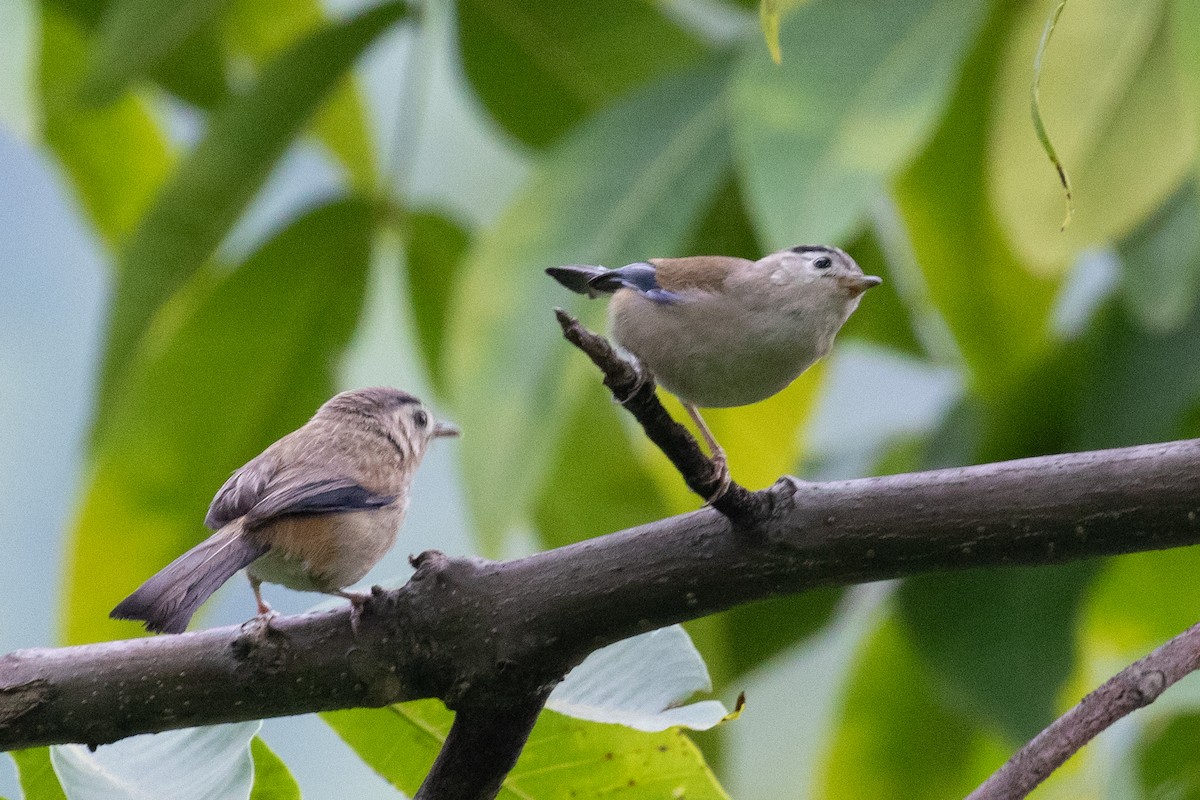 Blue-winged Minla - ML589668191