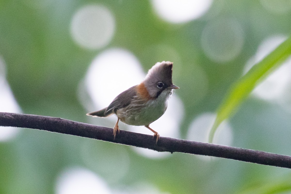 Whiskered Yuhina - ML589668241