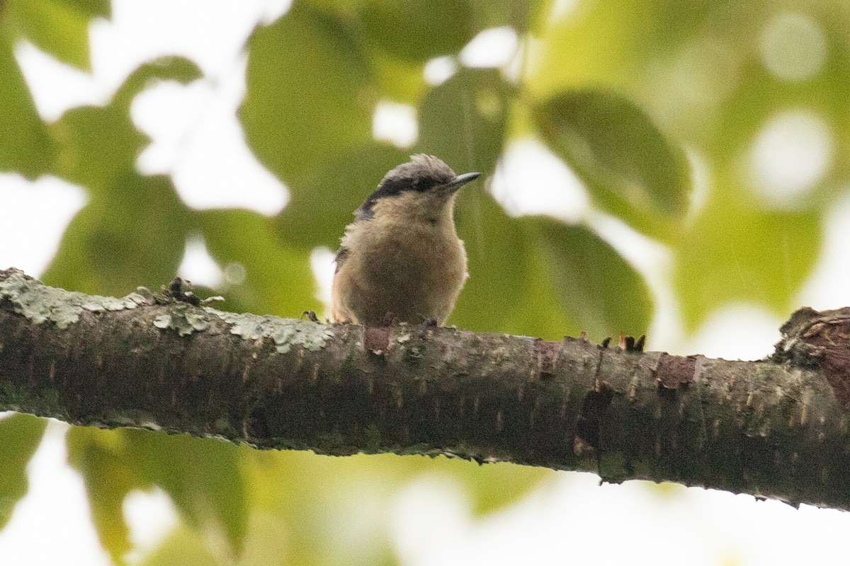 Chestnut-vented Nuthatch - Xiaoni Xu