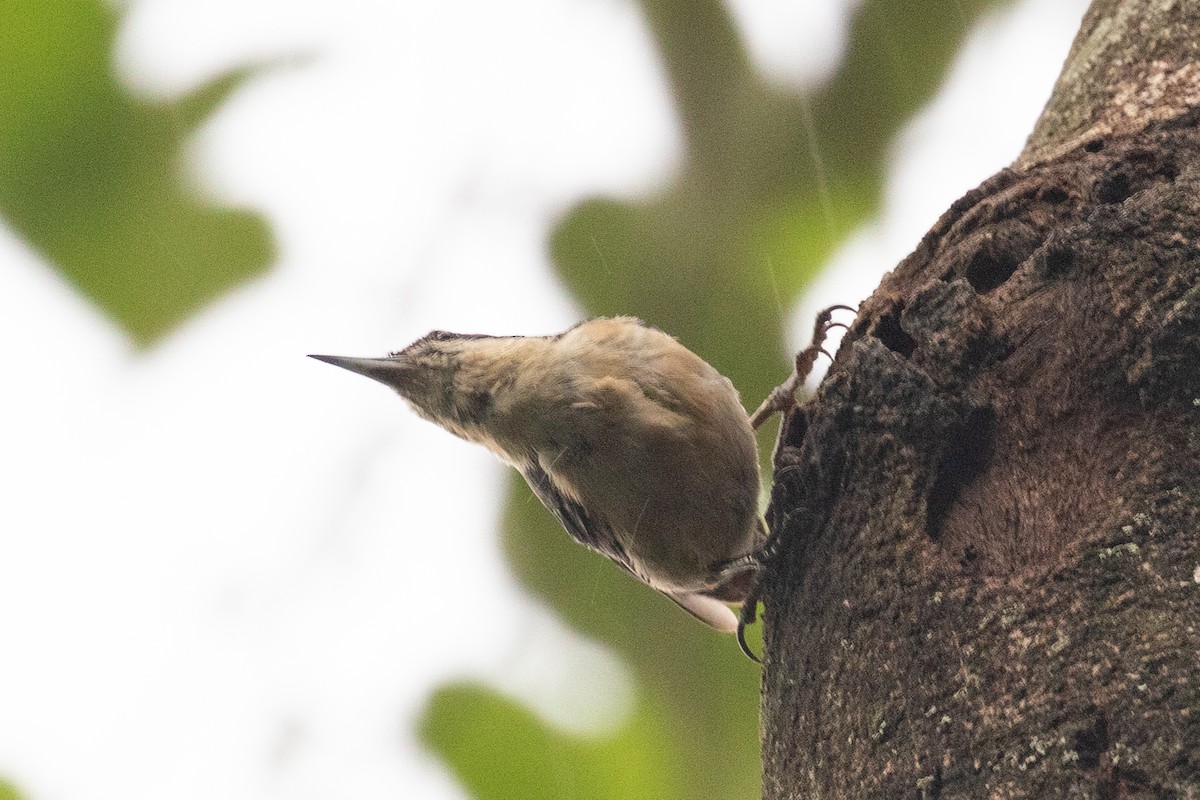 Chestnut-vented Nuthatch - Xiaoni Xu