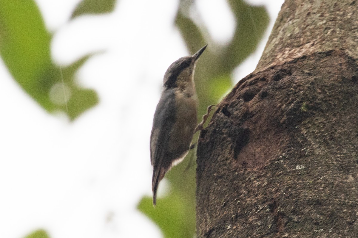 Chestnut-vented Nuthatch - ML589668421