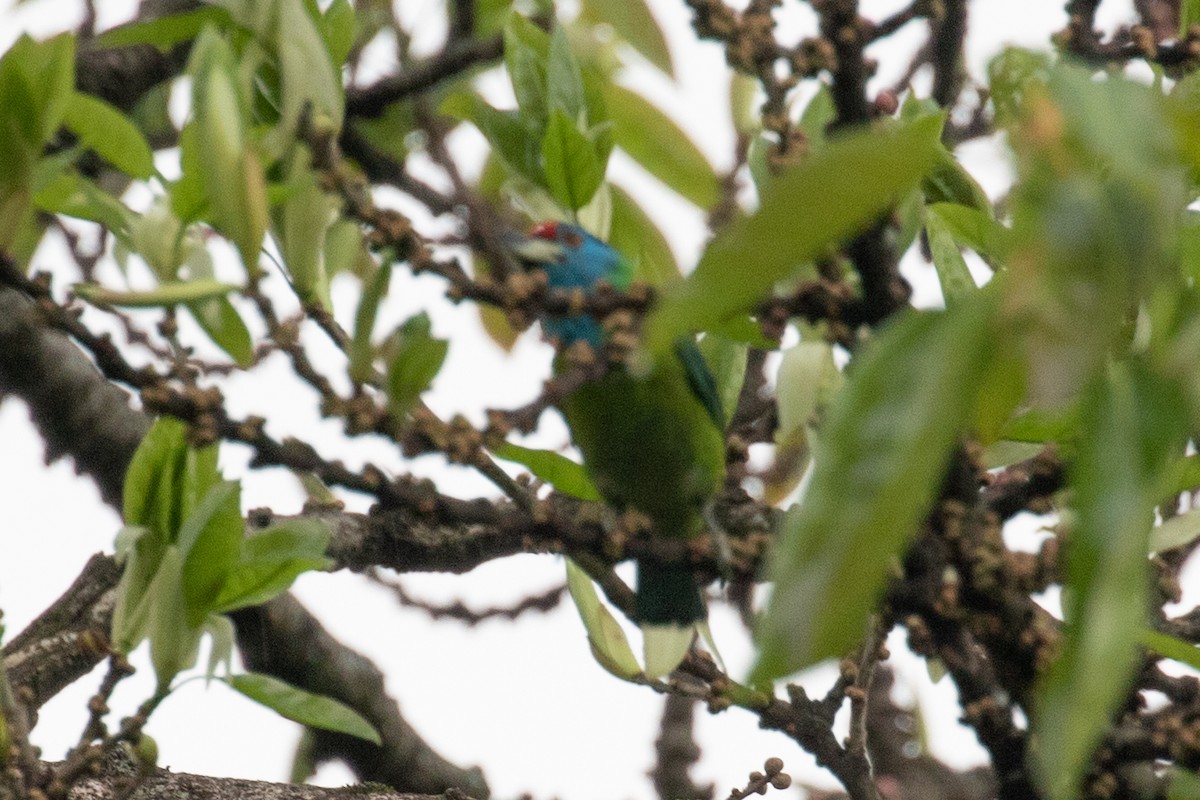 Blue-throated Barbet - Xiaoni Xu