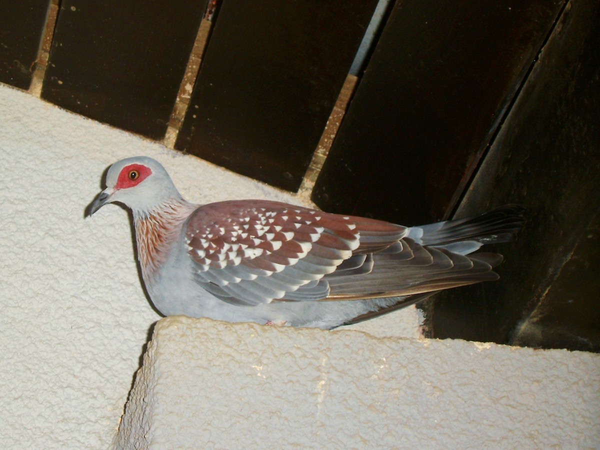 Speckled Pigeon - ML589670331