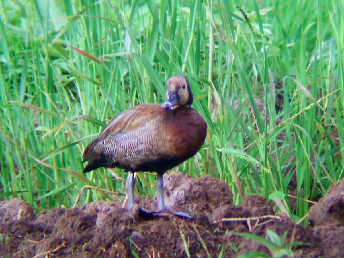 White-faced Whistling-Duck - ML589670371