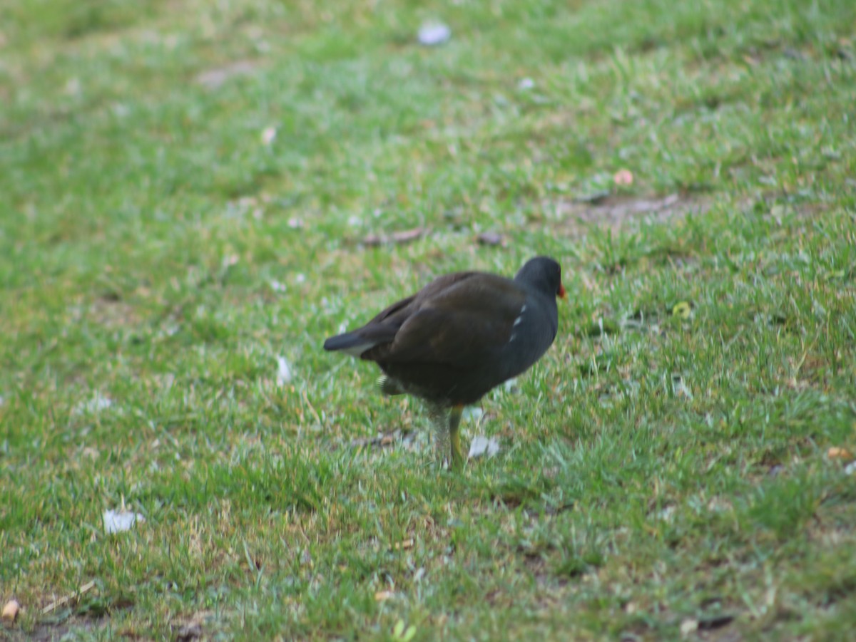 Eurasian Moorhen - ML589670471