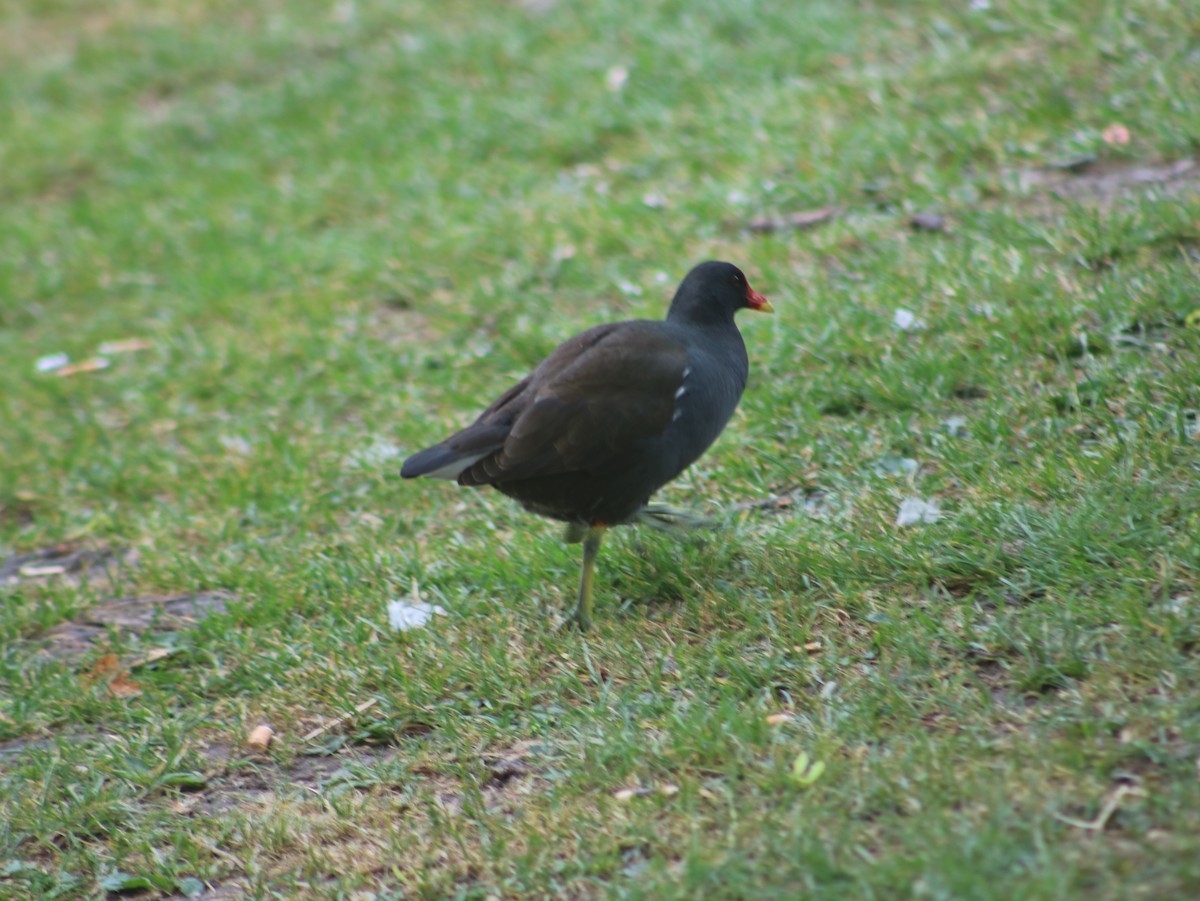 Gallinule poule-d'eau - ML589670481