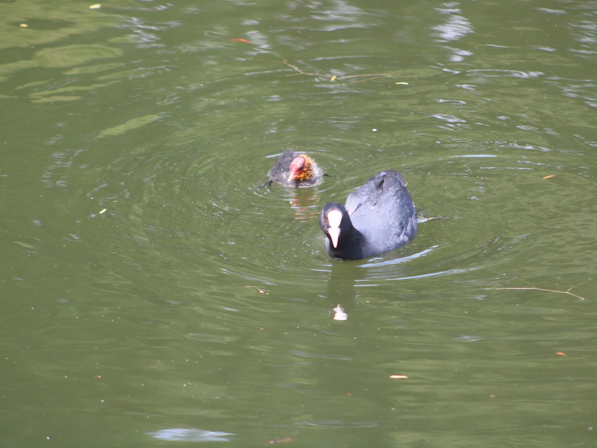 Eurasian Coot - ML589670781