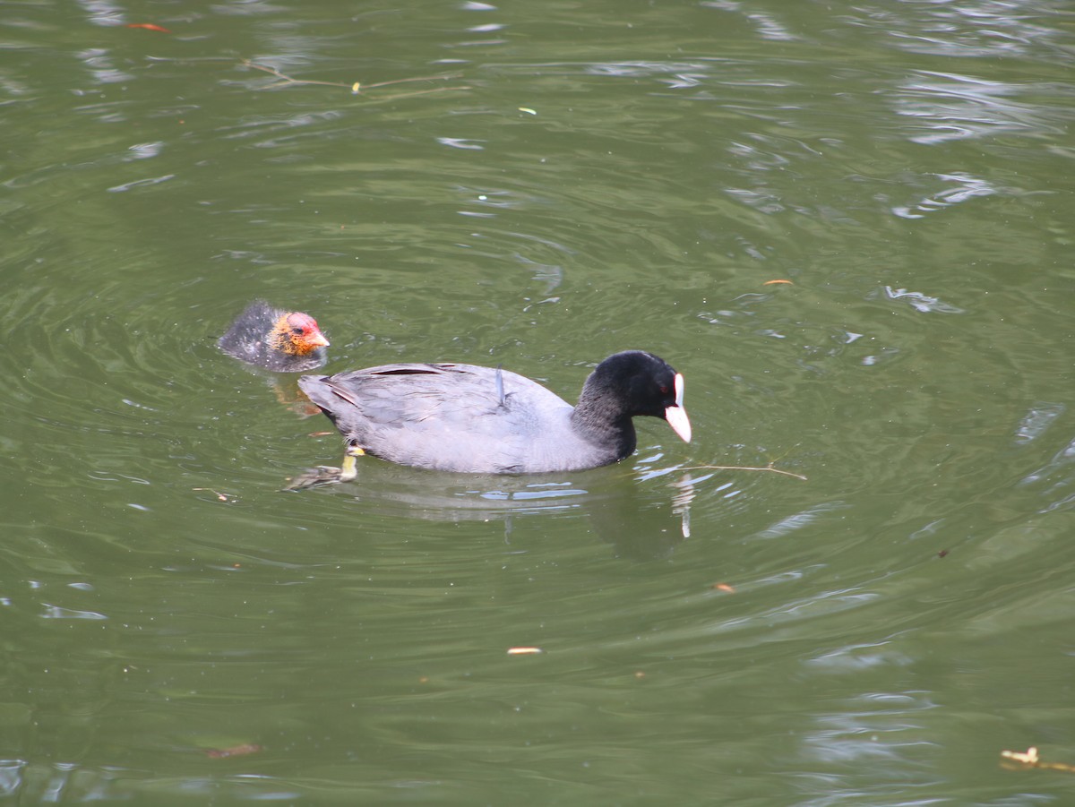 Eurasian Coot - ML589670801