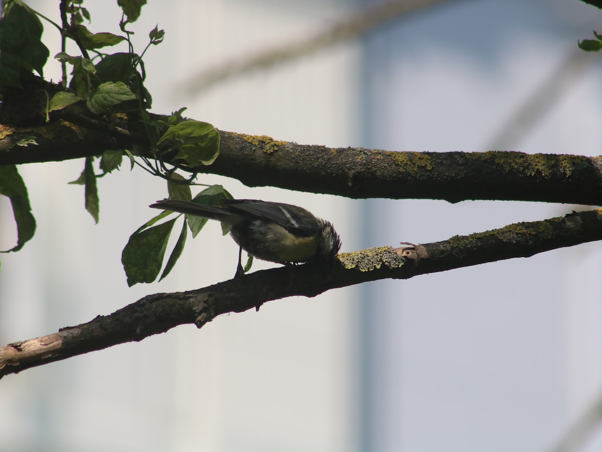 Mésange charbonnière - ML589671801