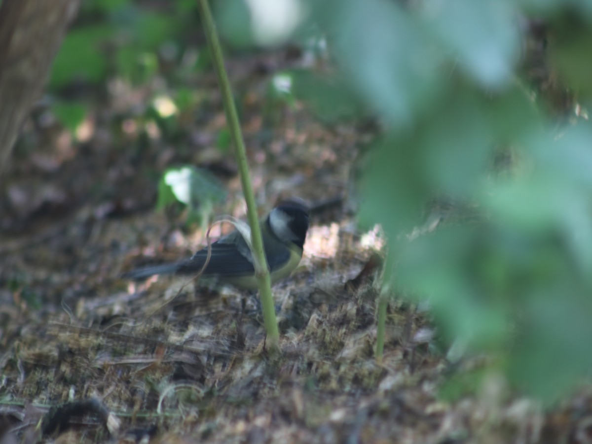 Mésange charbonnière - ML589671831