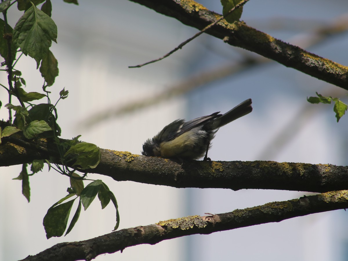 Mésange charbonnière - ML589671841