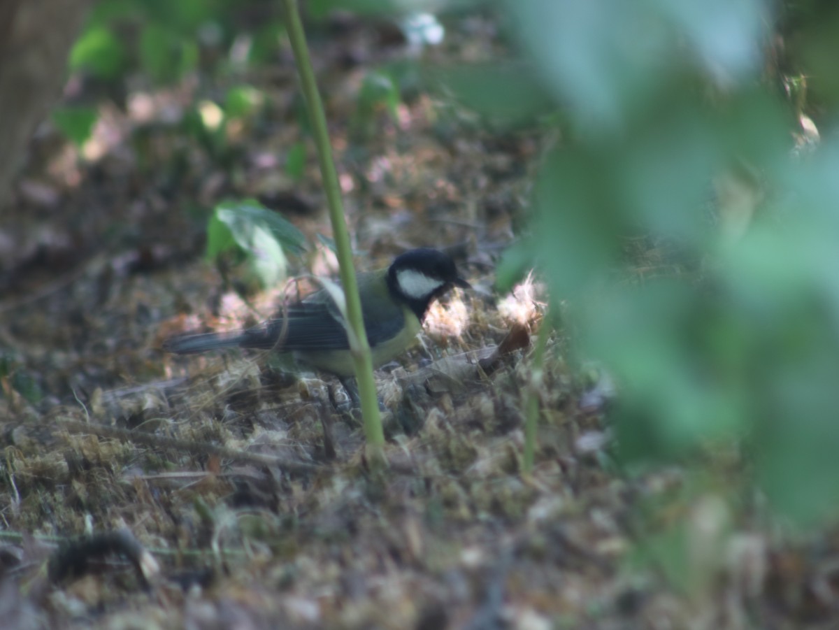 Great Tit - ML589671851