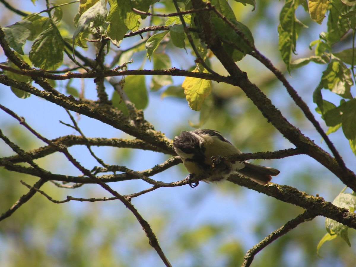 Mésange charbonnière - ML589671871