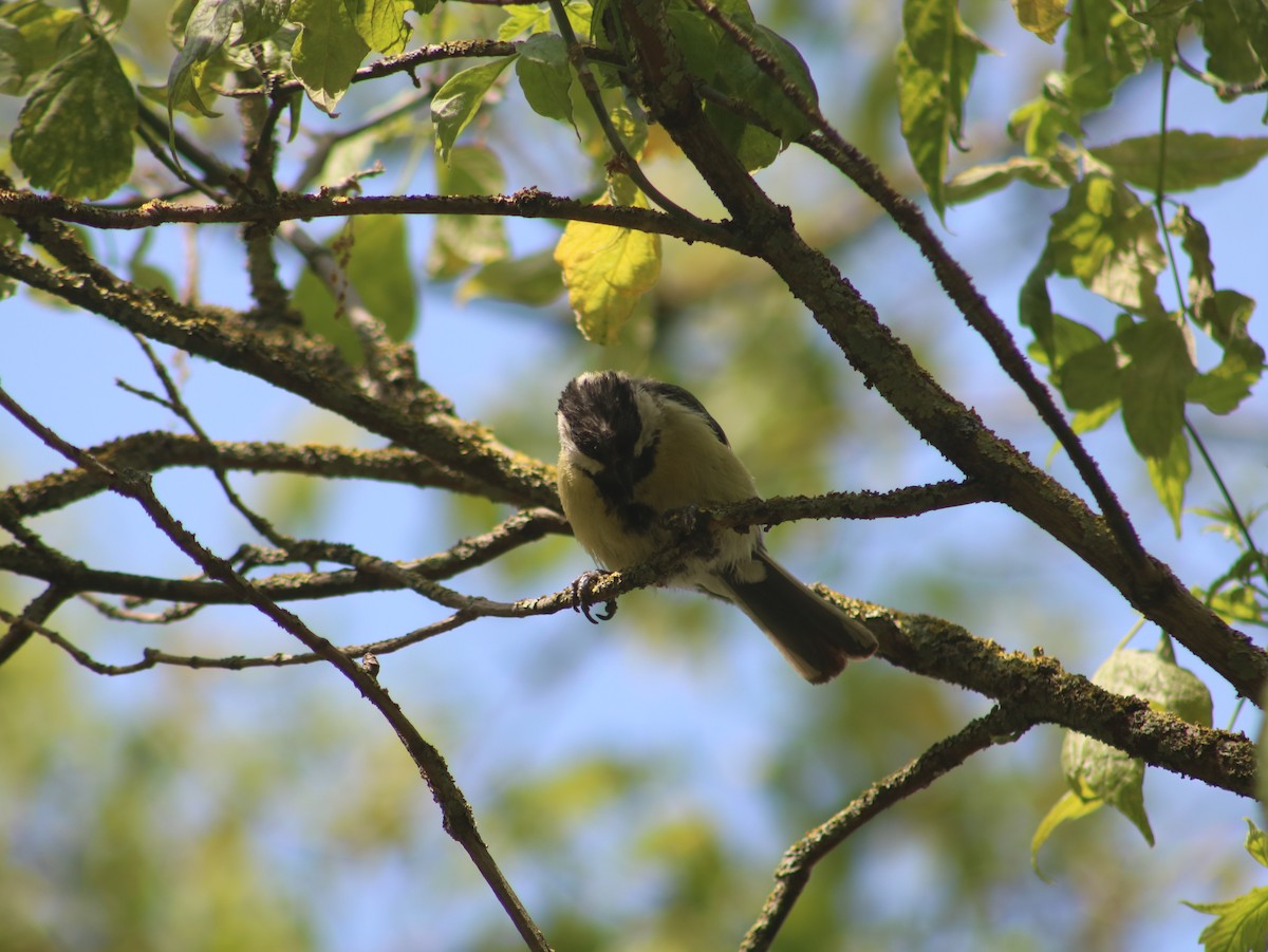 Great Tit - ML589671881