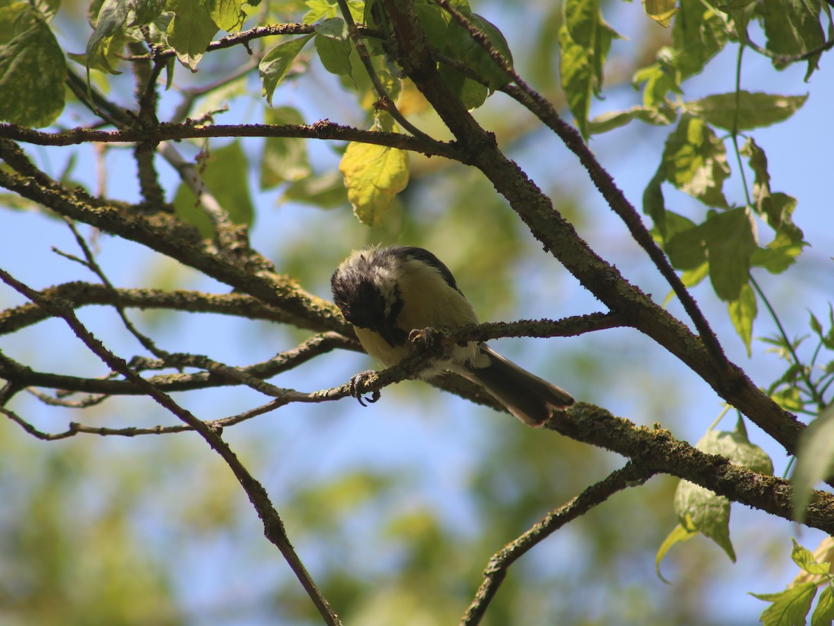 Great Tit - ML589671891