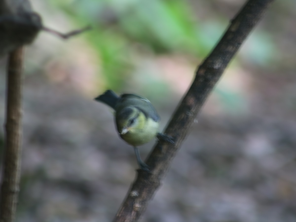 Eurasian Blue Tit - ML589672221