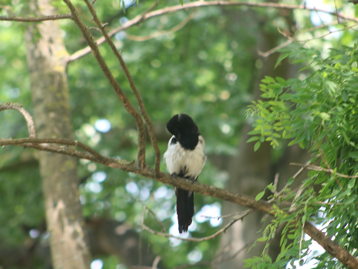 Eurasian Magpie - ML589672281