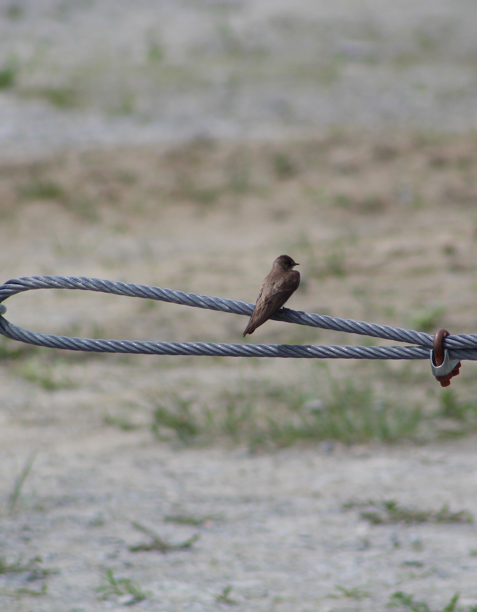 Northern Rough-winged Swallow - ML58967231