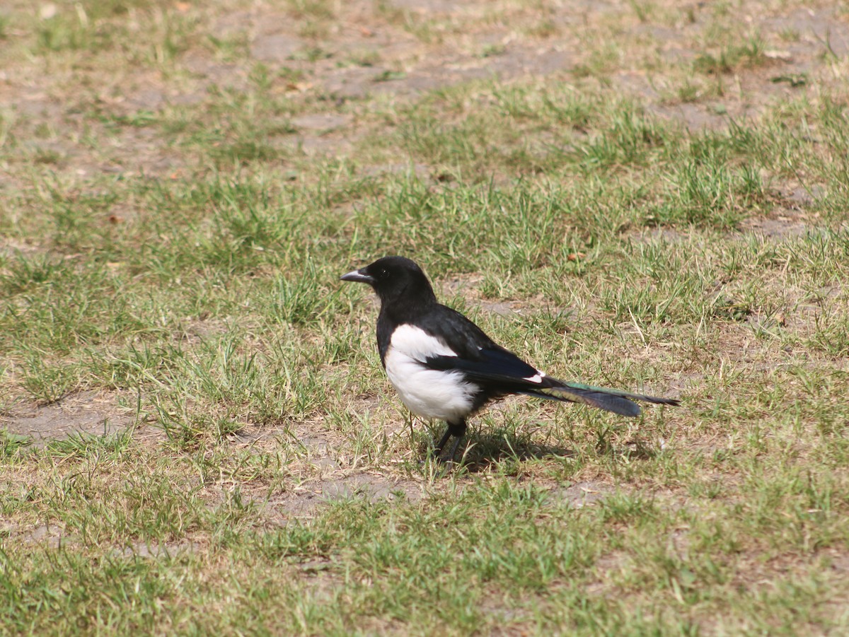 Eurasian Magpie - ML589672331