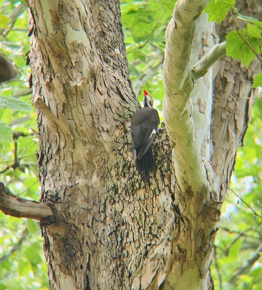 Pileated Woodpecker - ML589674061