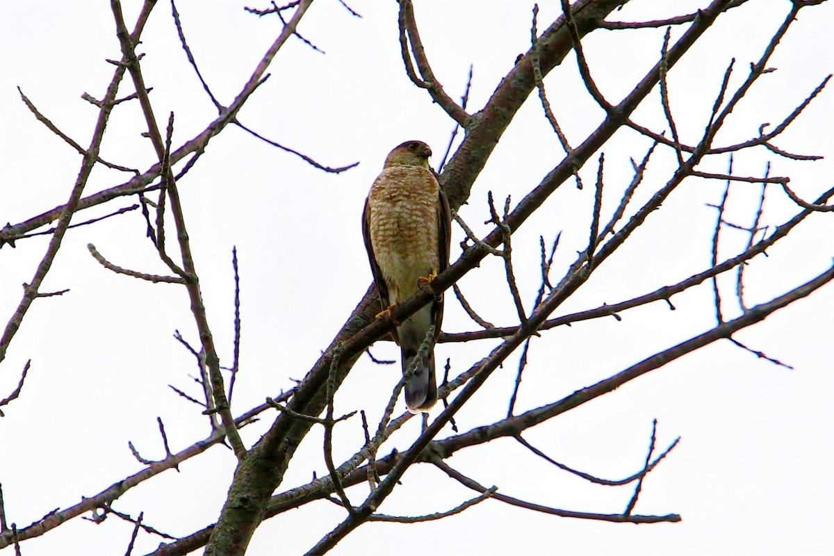 Sharp-shinned Hawk - ML589674511