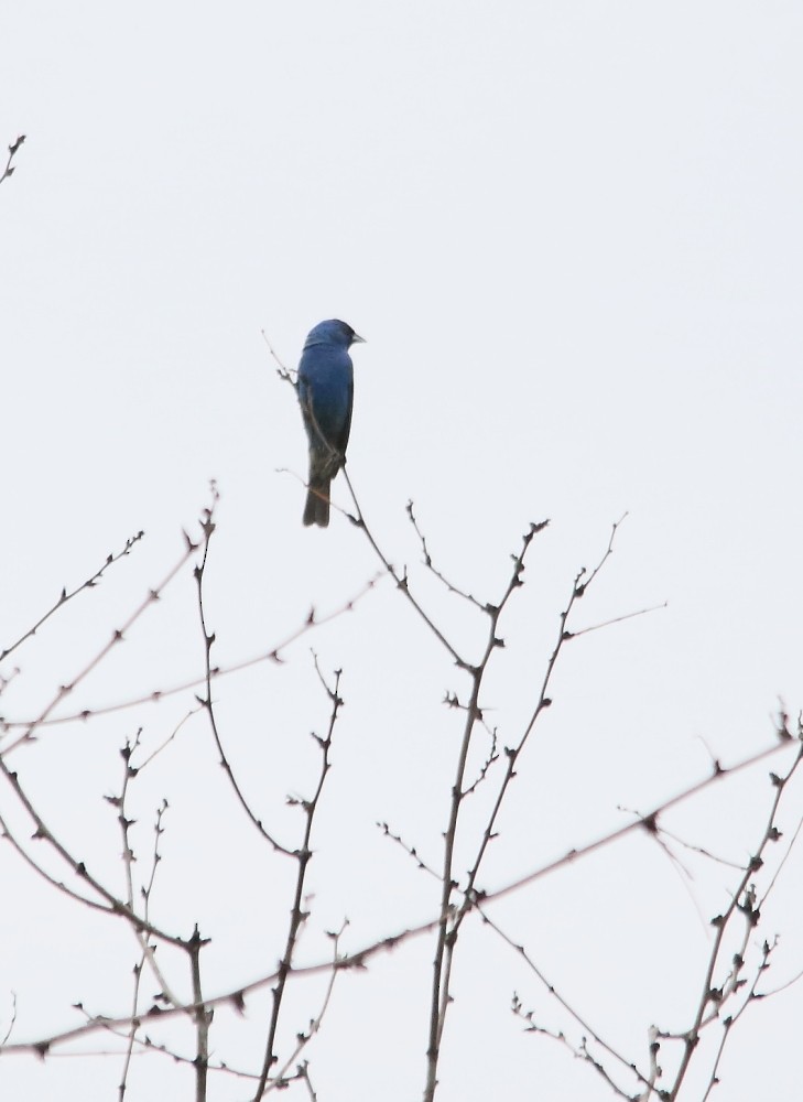 Passerin indigo - ML589674921