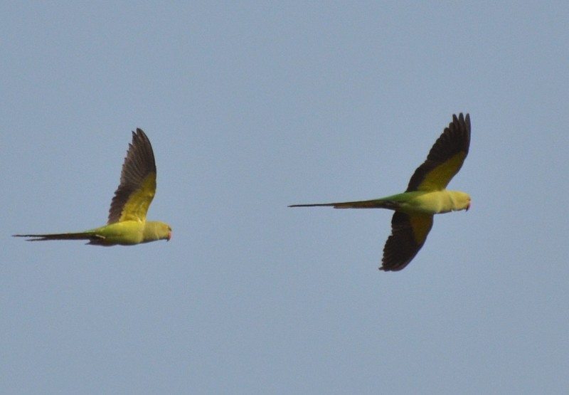 Rose-ringed Parakeet - Jos Simons