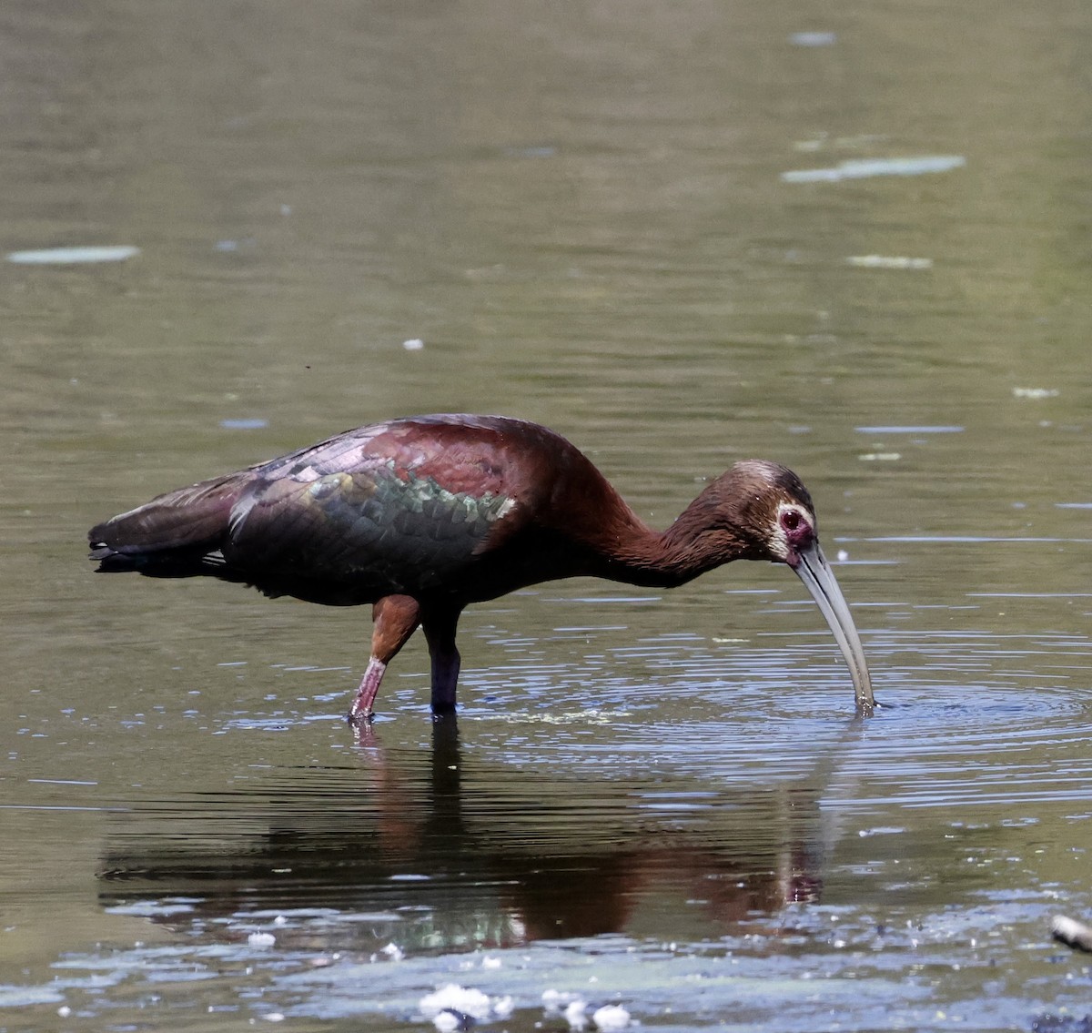 White-faced Ibis - ML589675691