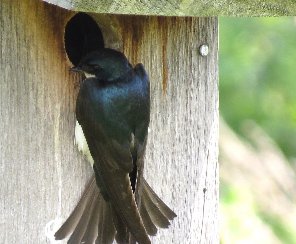 Tree Swallow - ML589675741