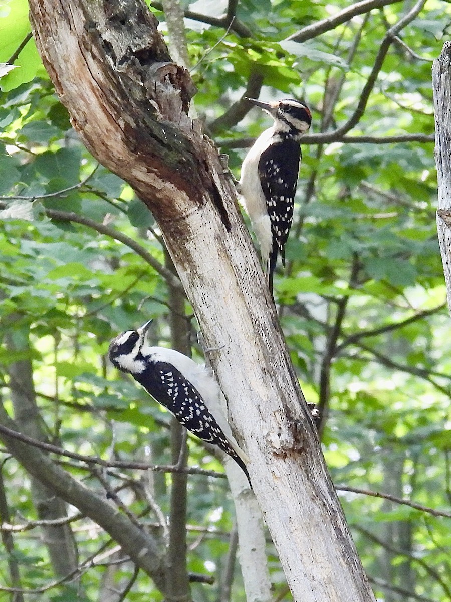 Hairy Woodpecker - Douglas Cioffi