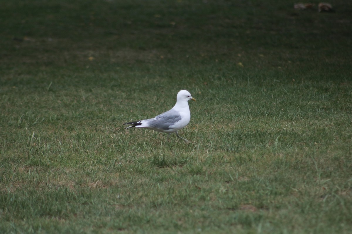 Common Gull - Eric Shaphran