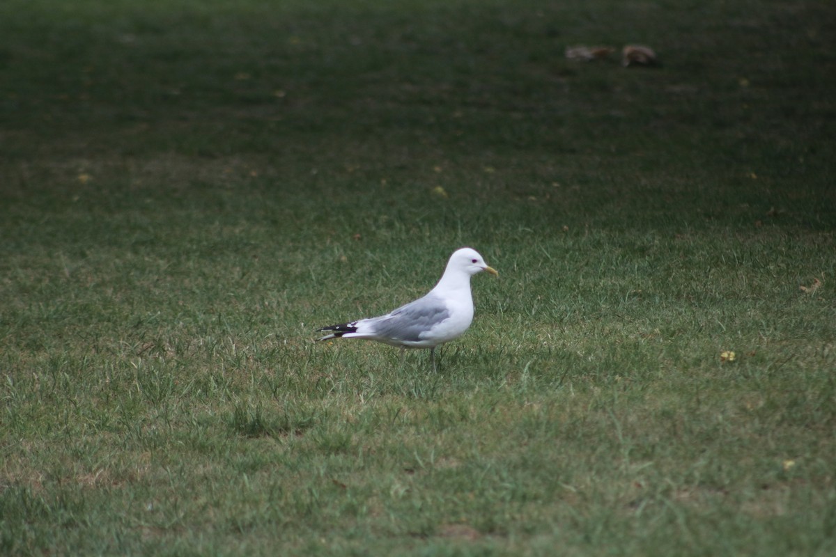 Common Gull - Eric Shaphran