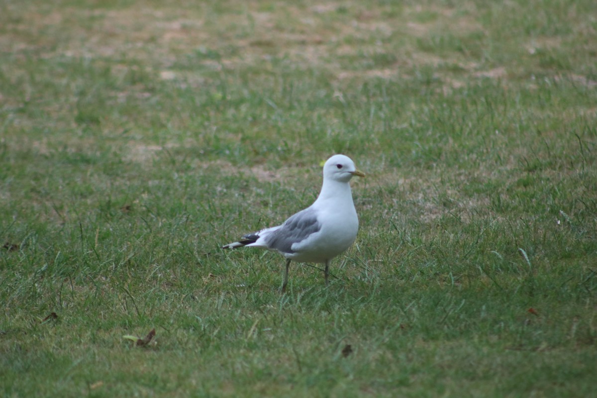 Common Gull - Eric Shaphran