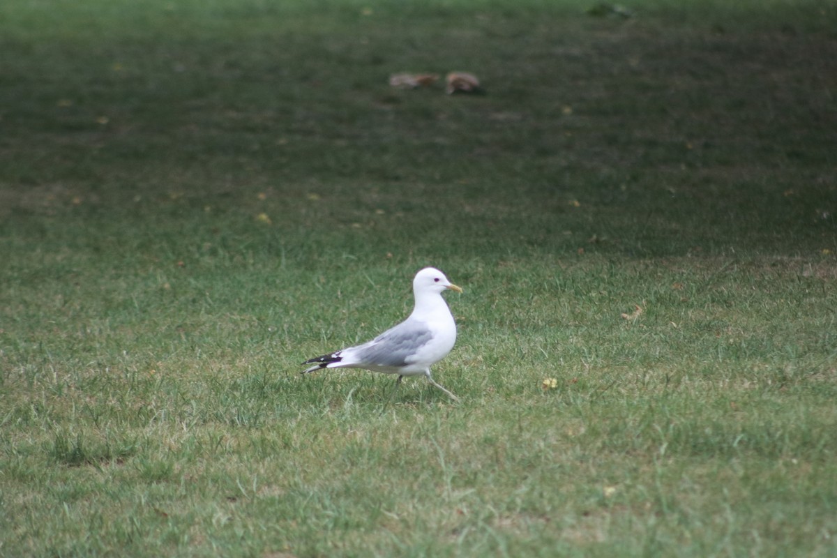 Common Gull - Eric Shaphran