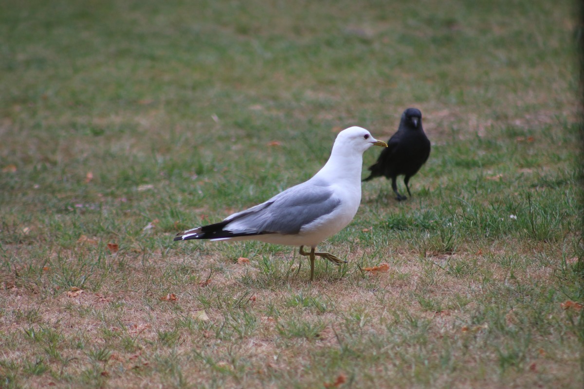 Common Gull - Eric Shaphran