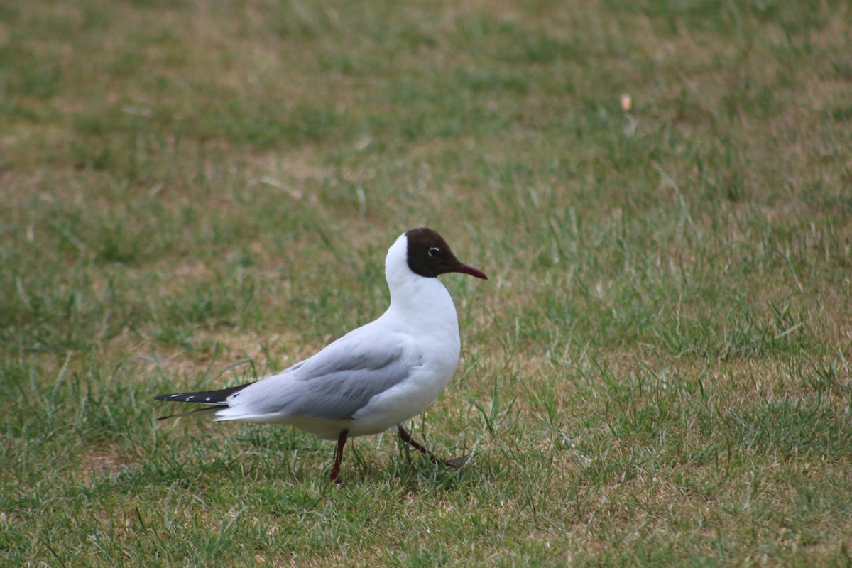 Black-headed Gull - Eric Shaphran