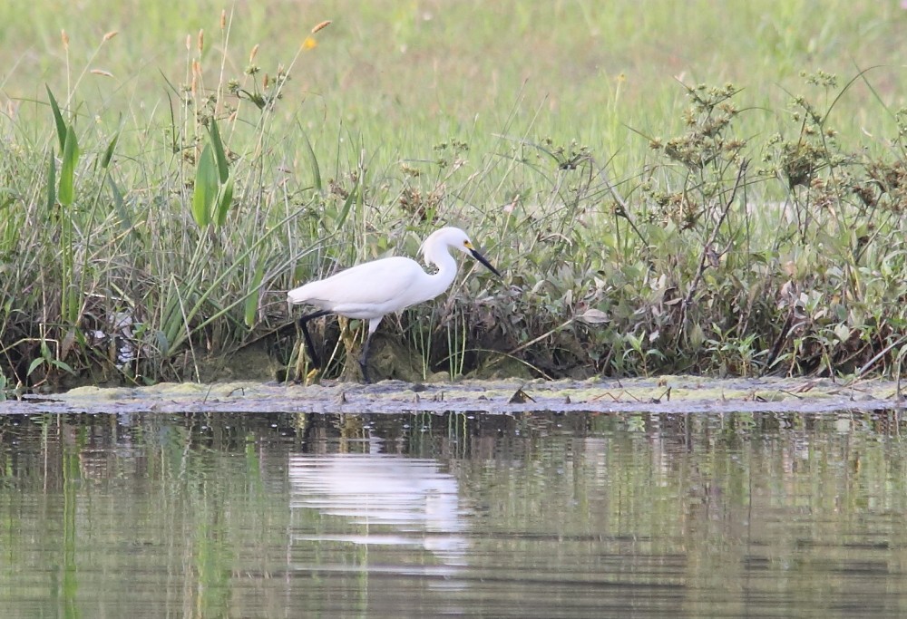 Snowy Egret - ML589677211