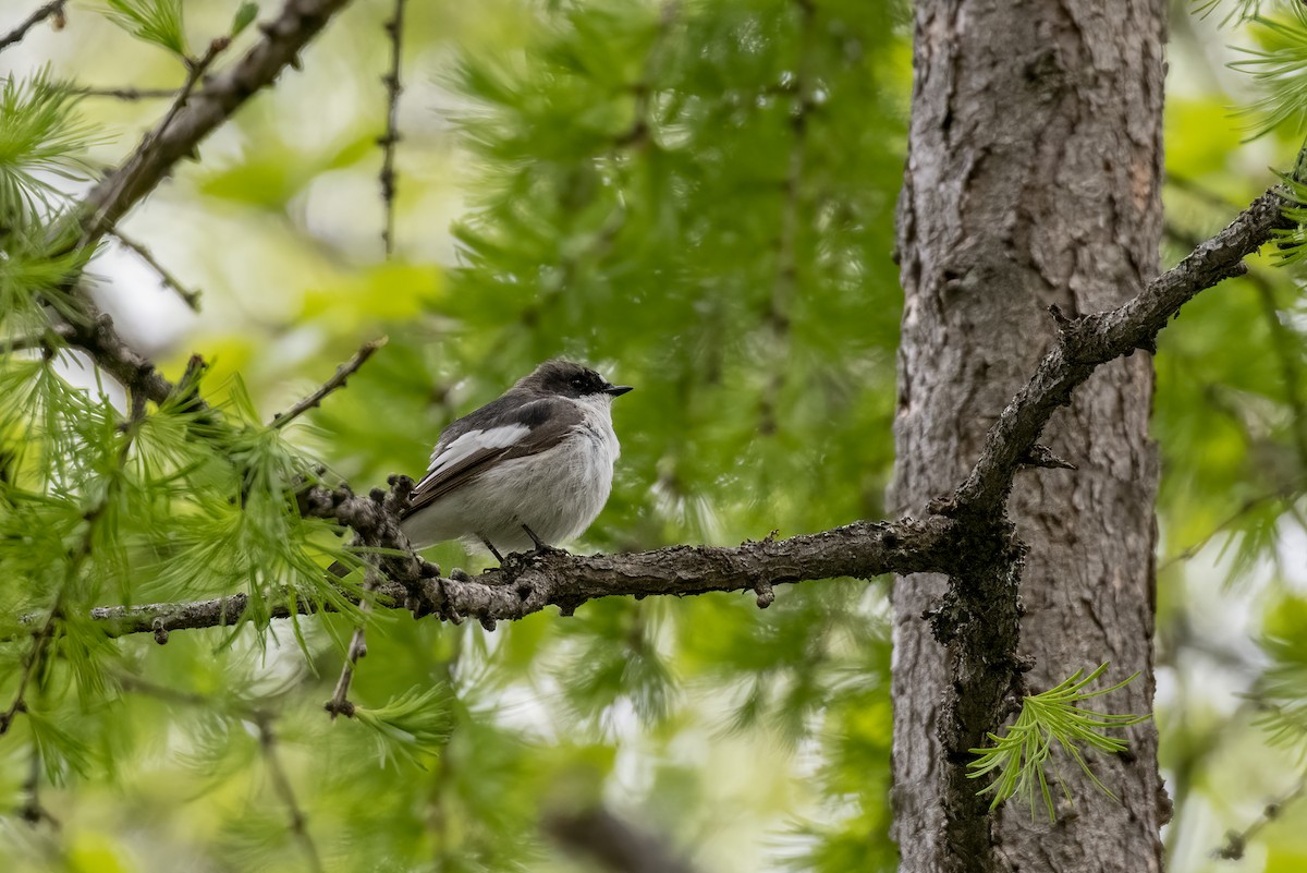 European Pied Flycatcher - ML589677571