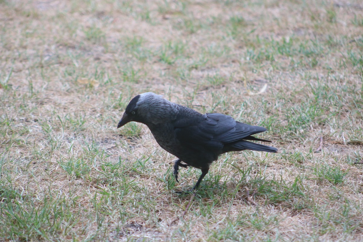 Eurasian Jackdaw - Eric Shaphran