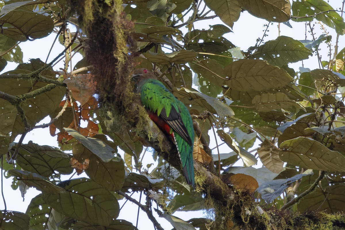 Crested Quetzal - ML589677791