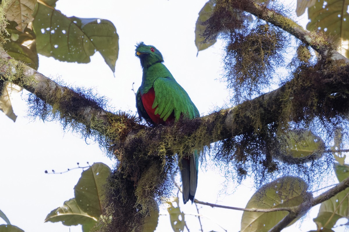 Crested Quetzal - David Wright